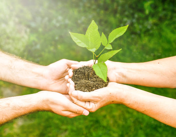 istock Young and senior hands holding green plant. 1192486433