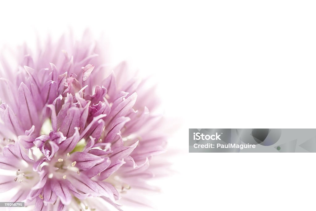 Diseño Floral - Foto de stock de Alium libre de derechos