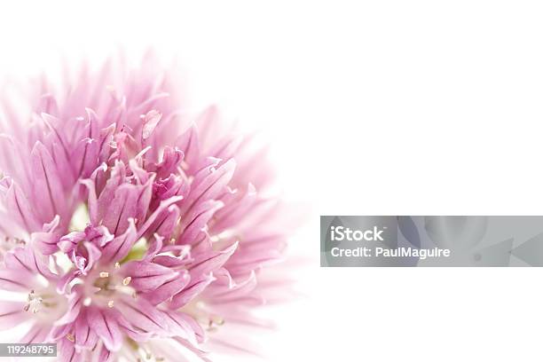 Diseño Floral Foto de stock y más banco de imágenes de Alium - Alium, Belleza, Belleza de la naturaleza