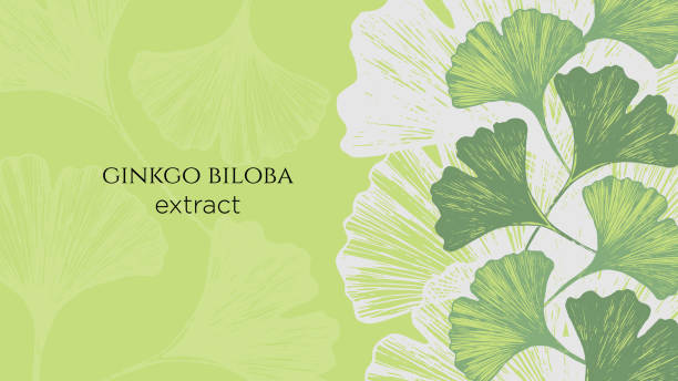 ilustrações, clipart, desenhos animados e ícones de ilustração do vetor conservado em estoque com folhas japonesas hand drawn do biloba do ginkgo - ginkgo ginkgo tree chinese medicine healthcare and medicine