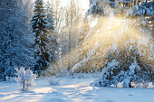 Winter landscape in sunny day, trees covered with fresh snow