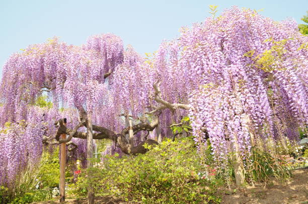 istock Japanese flowers in full bloom 1192489299