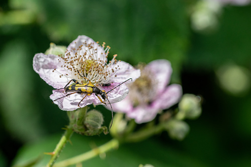 Spotted longhorn beetle (Rutpela maculata)on bramble flower
