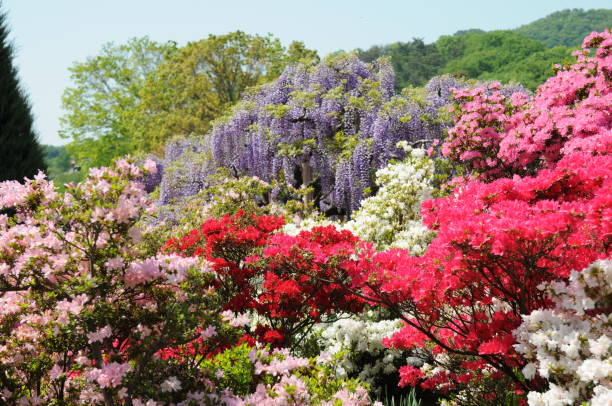 istock Japanese flowers in full bloom 1192490228