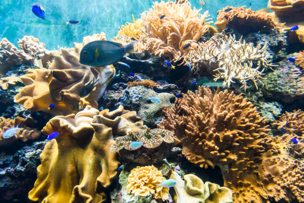 istock Tropical fish and corals in the Aquarium 1192490752