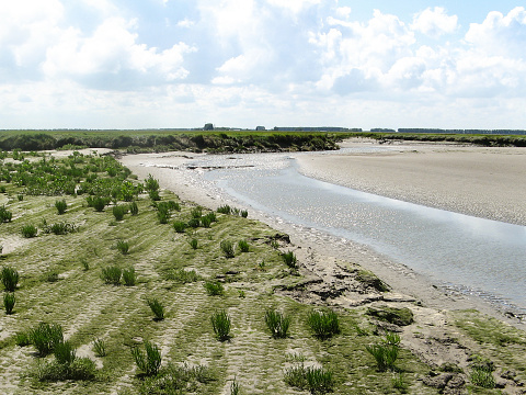 beautiful landscape outdoors in the salt marsh of saeftinghe, zeeland, holland in summer with green pioneer plants, a creek and sand and a blue sky with clouds with low tide
