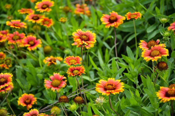 Gaillardia pulchella in the park.