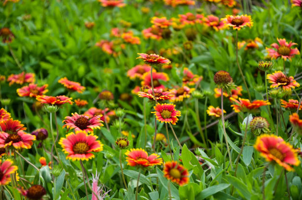 gaillardia pulchella nel parco. - gaillardia pulchella foto e immagini stock