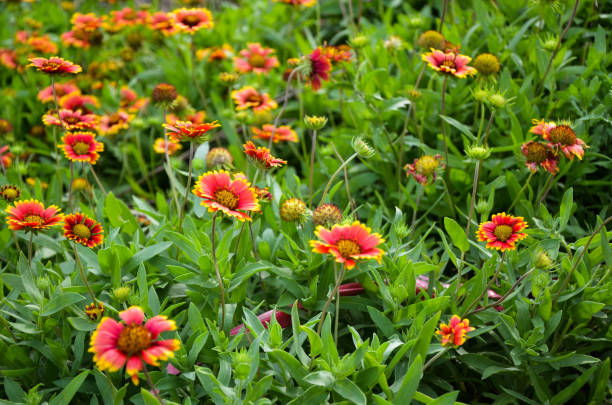 istock Gaillardia pulchella in the park. 1192492199