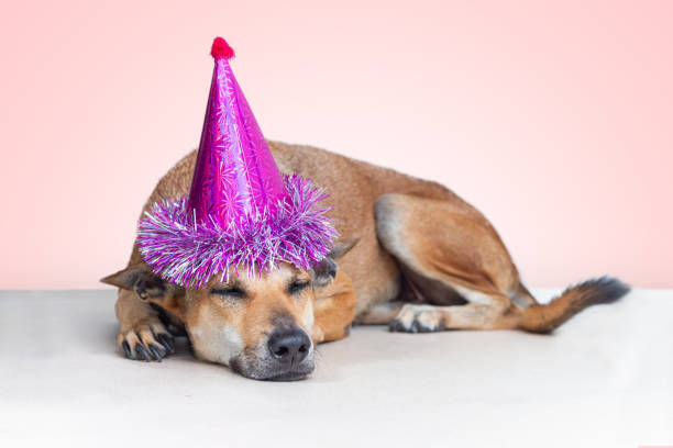 istock Thai dog sleep in NEW YEAR concept 1192494146