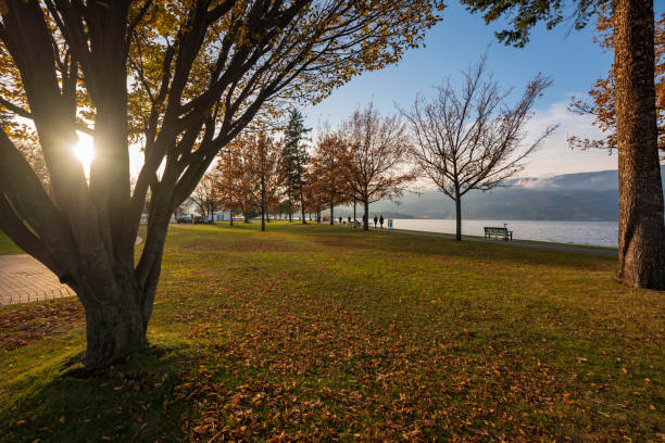 Fall in the park Autumn colours in Kelowna City Park in Kelowna, BC with Okanagan Lake in the background. kelowna-autumn stock pictures, royalty-free photos & images