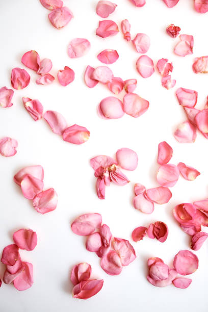 istock Petals of pink roses on white background 1192497122