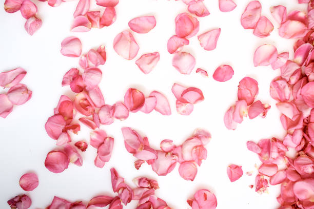 istock Petals of pink roses on white background 1192497136
