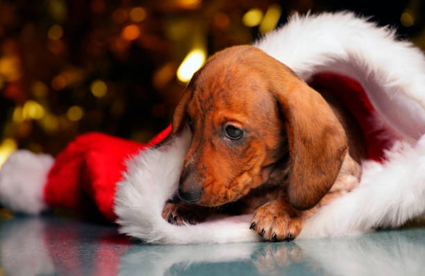 istock puppy portrait hat dark background 1192497286