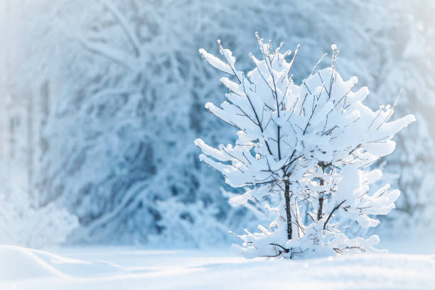 Young oak tree covered with fresh snow, winter landscape