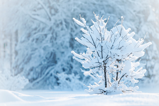 Young oak tree covered with fresh snow, winter landscape in Finland