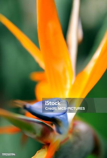 果樹の花 - オレンジ色のストックフォトや画像を多数ご用意 - オレンジ色, カラフル, カラー画像