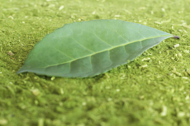 This image was taken in the city of São Mateus do Sul-Paraná, the largest yerba mate producer in Brazil and the only one to have the Geographical Indication (IG) recognition.Yerba mate is a historic plant that was first consumed by the Guarani Indians for containing energy substances.