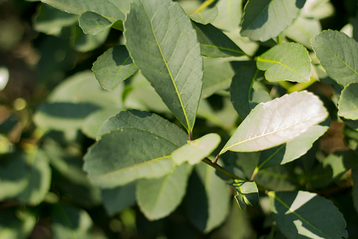Yerba mate leaf detail in plantation.