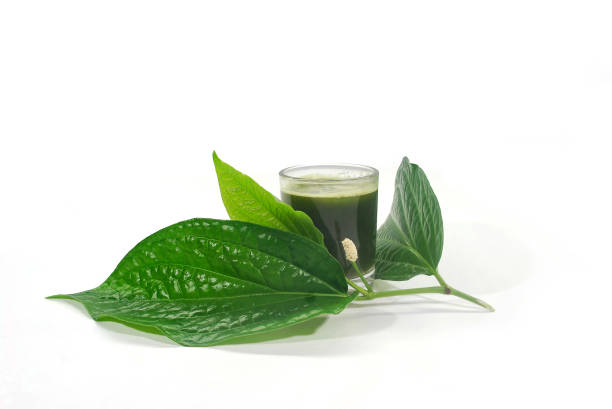 istock Wildbetal leafbush. 1192503195