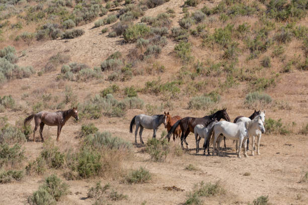 istock Wild Horses in Colorado in Summer 1192504592