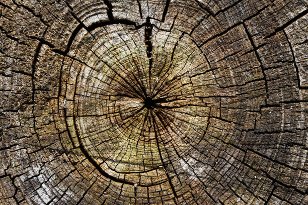 istock Wooden textured background 1192504626
