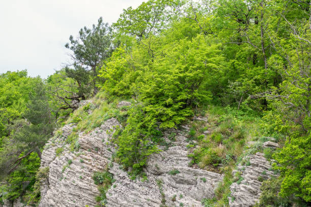 istock Rocky cliff in dense green forest. Spring colors in the mountain forest. 1192504847
