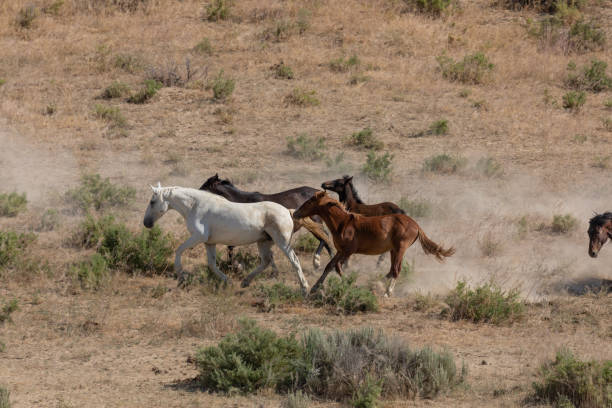 istock Wild Horses in Colorado in Summer 1192504865
