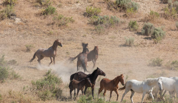 istock Wild Horses in Colorado in Summer 1192505179