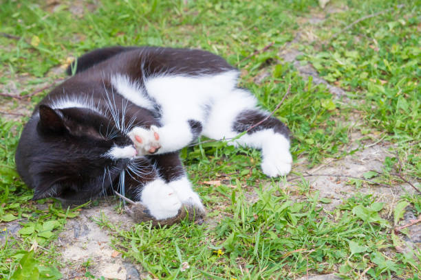 istock Black and white house cat caught a gray mouse and plays with it 1192505223