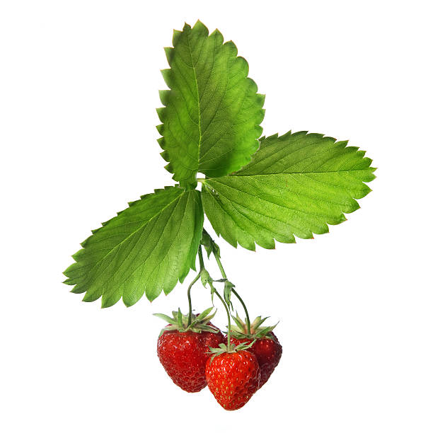 istock Strawberry with leaves isolated on white 119250555