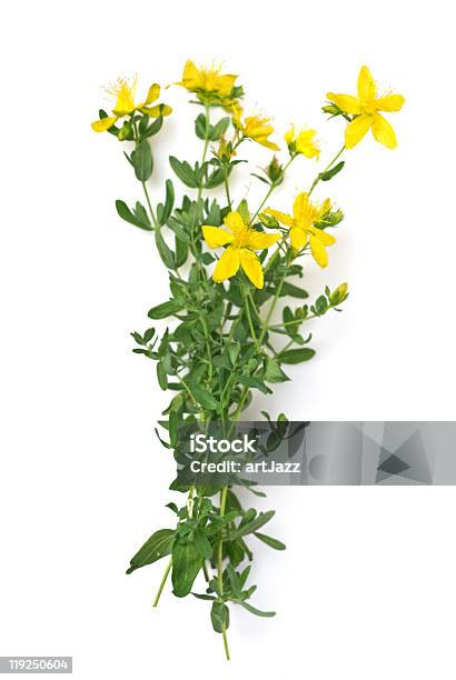 St Johns Wort Isolated On White Stock Photo - Download Image Now - St. John's Wort, Beauty In Nature, Blossom
