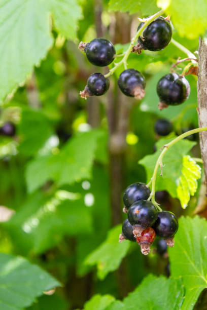 istock Blackcurrant berries hang on a Bush in summer 1192507034