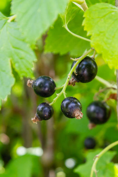 istock Blackcurrant berries hang on a Bush in summer 1192507069