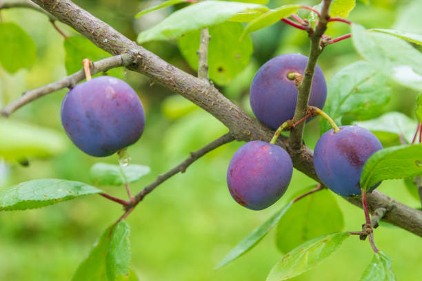 istock Ripe plum ripens on a tree branch in summer 1192507282