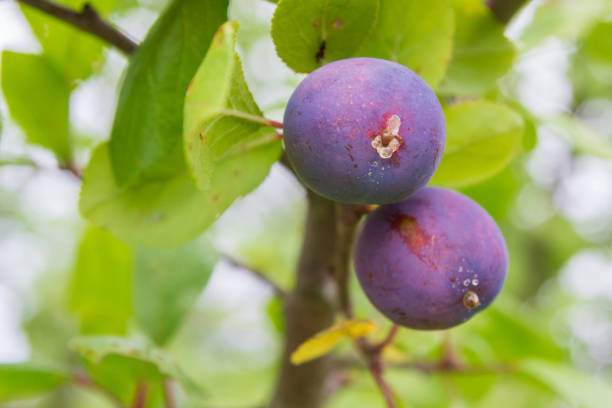 istock Ripe plum ripens on a tree branch in summer 1192507377