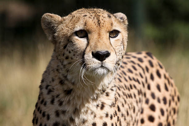 istock Cheetah in Kruger Park, South Africa 119250779