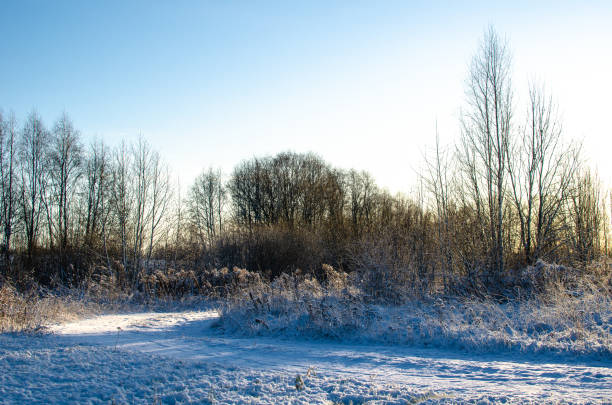 Winter scene against a clear and sunny sky