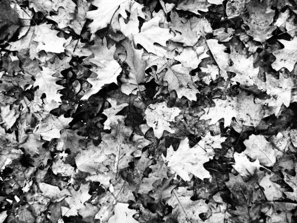 Park in autumn - Black and White