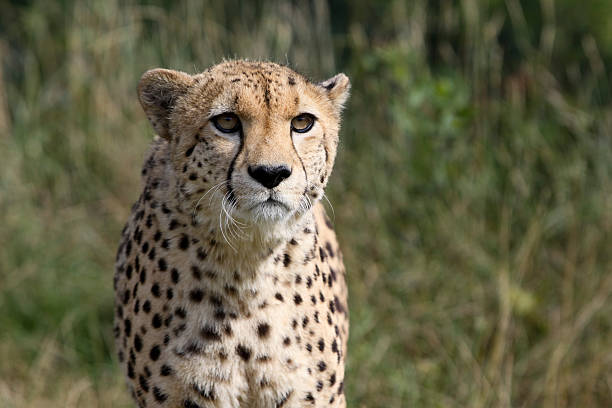 istock Cheetah in Kruger Park, South Africa 119250861