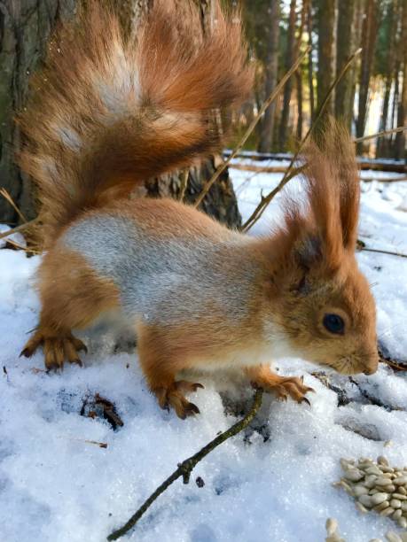istock Grey brown squirrel and white snow in the woods. 1192508953