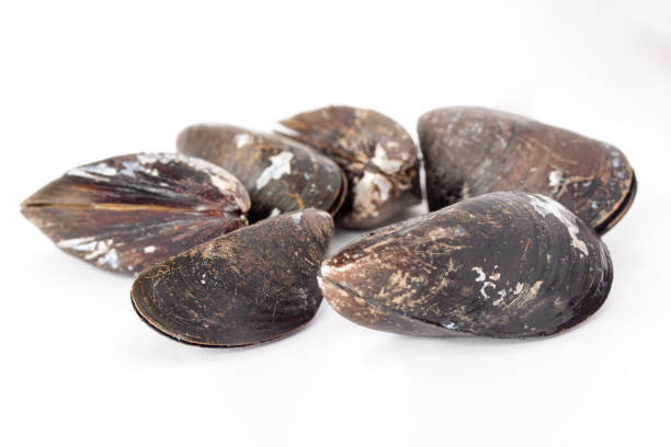 istock Group of closed mussels shells on white background. Selective focus. 1192510066