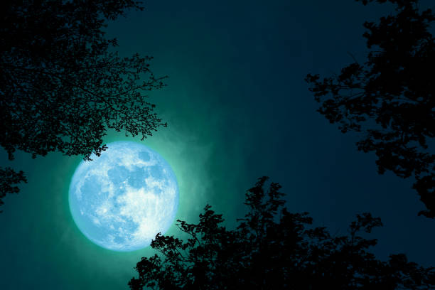 istock full Beaver Moon back on dark cloud on silhouette tree and the night sky 1192511369