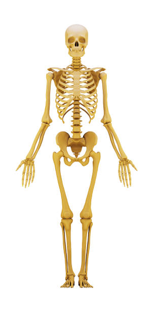 human skeleton isolated on a white. 3d render - lumbar vertebra imagens e fotografias de stock