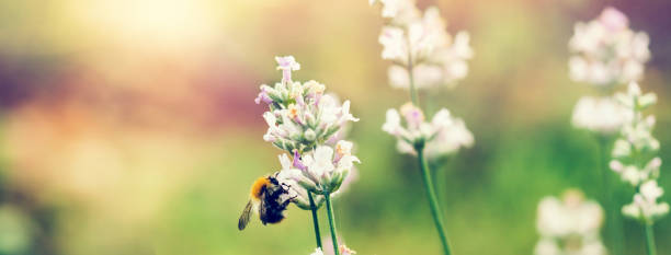 istock Beautiful white Lavender blooming in green meadow 1192514237
