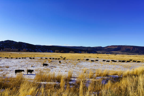 istock Cows Grazing in Meadow 1192515390
