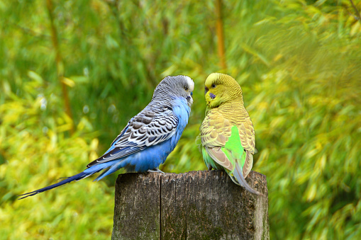 Two colorful Melopsittacus undulatus standing\nopposite to each other, on top of a Pole.