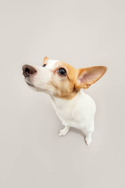 istock jack russell terriere 1192516479