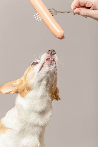istock jack russell terriere 1192516483