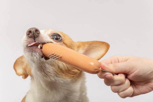 istock jack russell terriere 1192516551